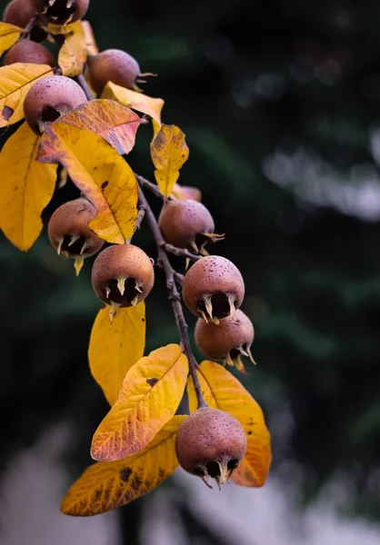 Olgun lezzetli muşmulası