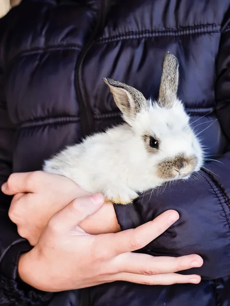 Küçük beyaz tavşan