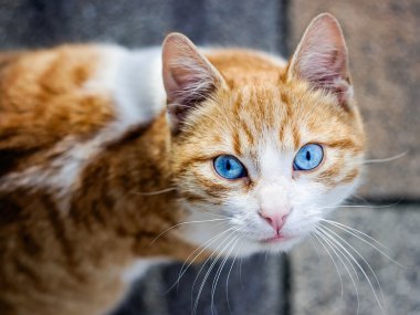 güzel turuncu kedi