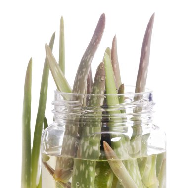 aloe vera bitkisi beyaz üzerine izole