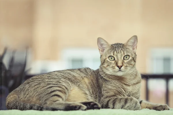 Schöne grau gestromte Katze — Stockfoto