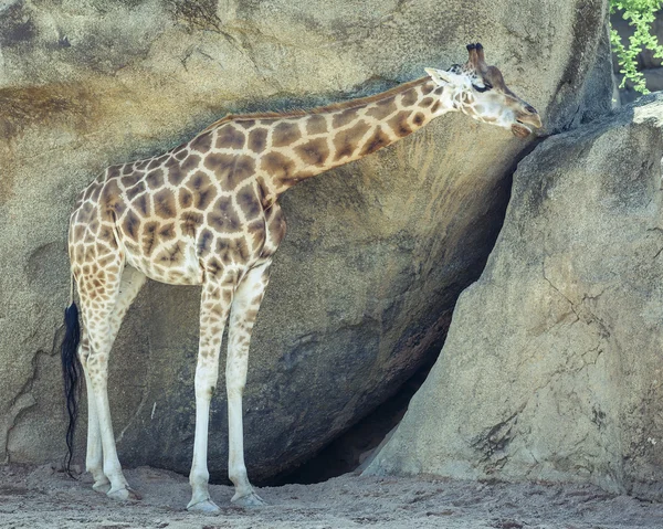 Young giraffe in the shade of a large rock — Stock Photo, Image