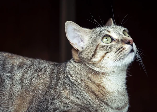 Schöne grau gestromte Katze — Stockfoto