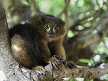 güzel kırmızı Nomascus lemur (Varecia rubra)