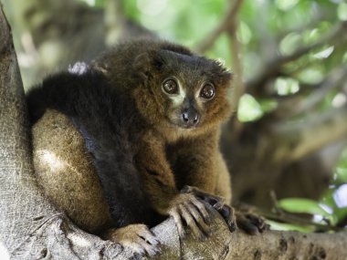 güzel kırmızı Nomascus lemur (Varecia rubra)