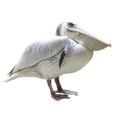 Pelikan portre