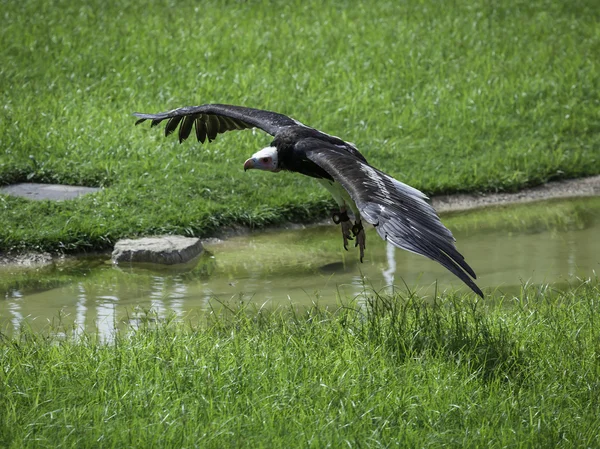 Eagle in flight — Stock Photo, Image