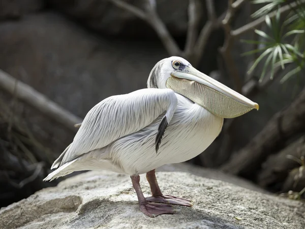 Retrato pelicano — Fotografia de Stock