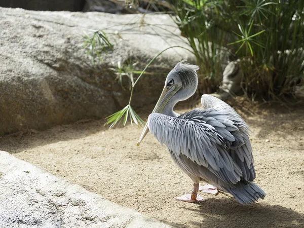 Portrét pelikána — Stock fotografie