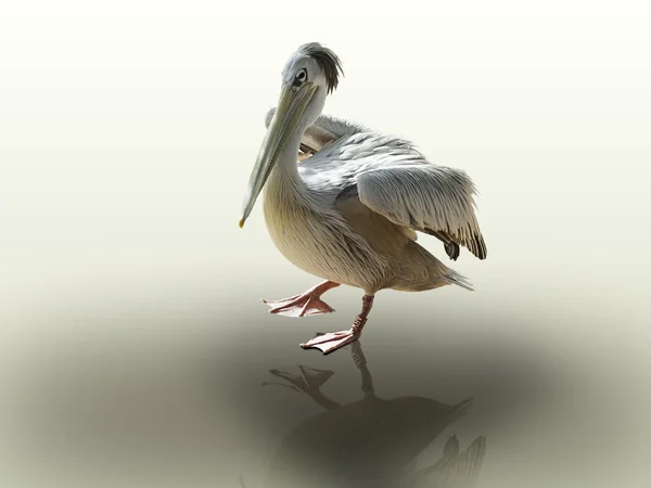 Bir pelikanın portresi — Stok fotoğraf