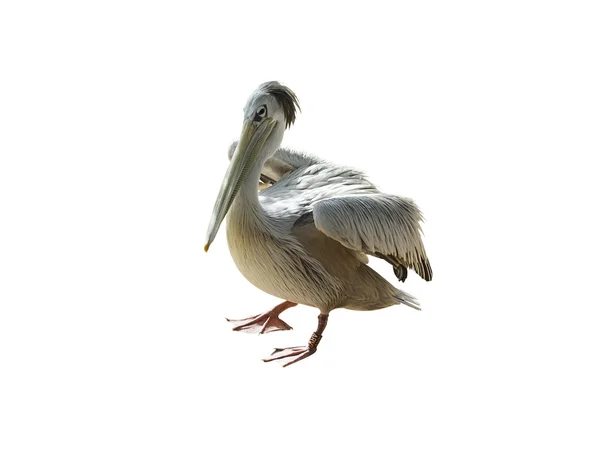 Portrait of a Pelican — Stock Photo, Image