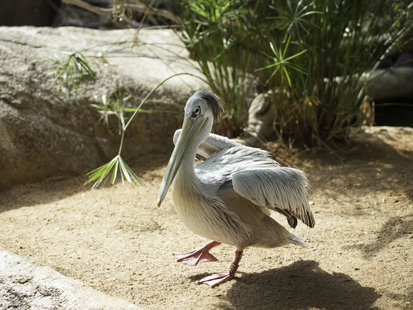 Portrait of a Pelican — Stock Photo, Image