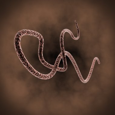 Ebola virüsü