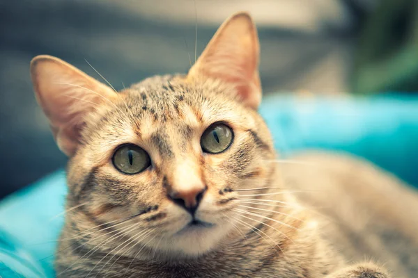 Lähikuva söpö kissanpentu — kuvapankkivalokuva