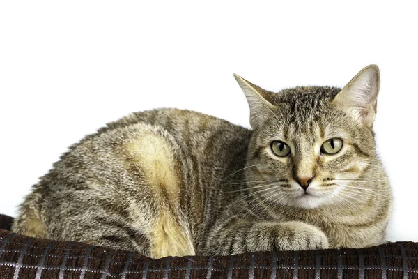 Крупный план милого котенка — стоковое фото