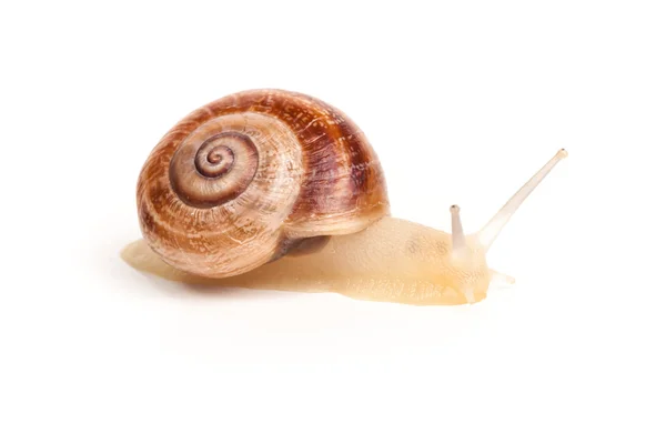 Garden spiral snail isolated on white background — Stock Photo, Image