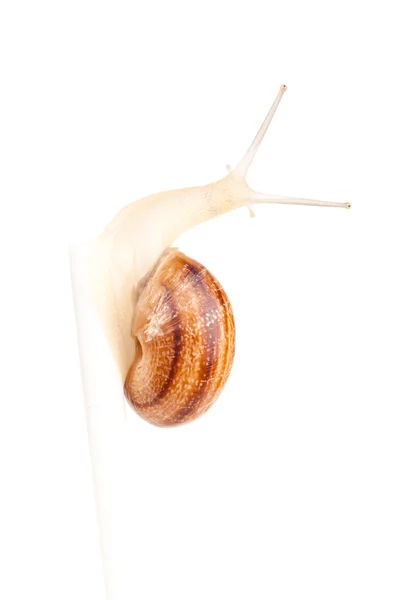 Garden spiral snail isolated on white background — Stock Photo, Image