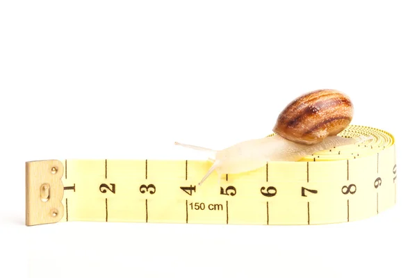 Snail with tape measure — Stock Photo, Image