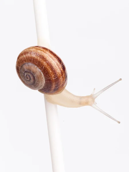 Garden spiral snail isolated on white background — Stock Photo, Image