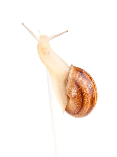 Garden spiral snail isolated on white background — Stock Photo, Image