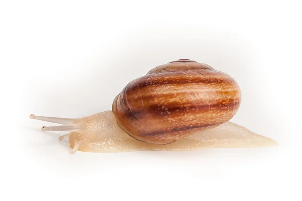 Garden spiral snail isolated on white background — Stock Photo, Image