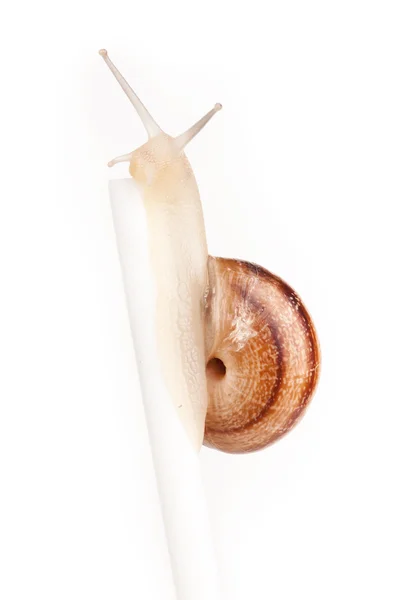 Garden spiral snail isolated on white background — Stock Photo, Image