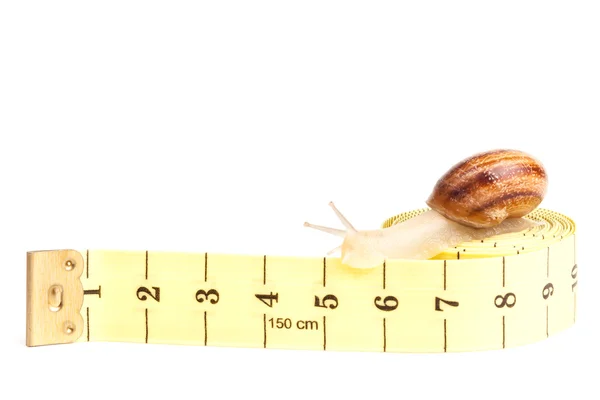 Snail with tape measure — Stock Photo, Image