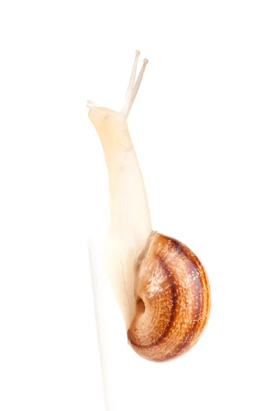 Garden spiral snail isolated on white background — Stock Photo, Image