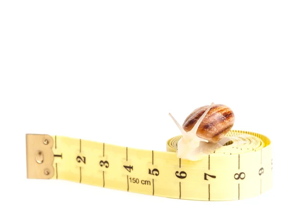 Snail with tape measure — Stock Photo, Image