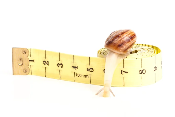 Snail with tape measure — Stock Photo, Image