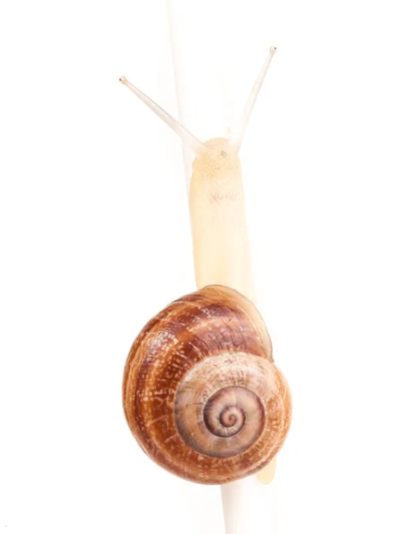 Garden spiral snail isolated on white background — Stock Photo, Image