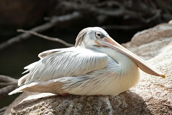 Pelican on rock — Stock Photo, Image