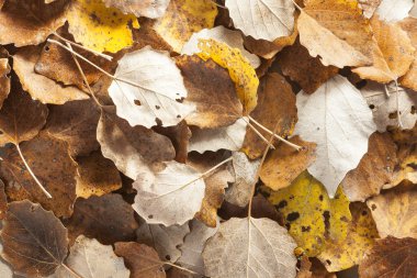 Sonbahar sonbaharda yaprak