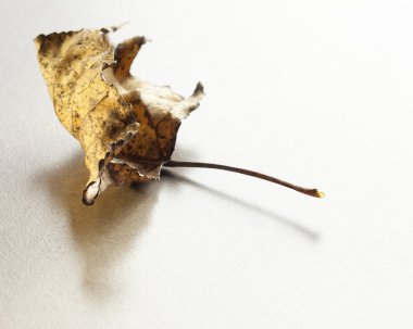 Sonbahar sonbaharda yaprak