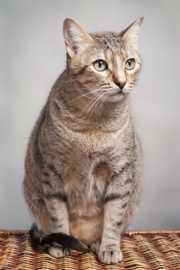 açık kahverengi ve krem Bengal kedisi