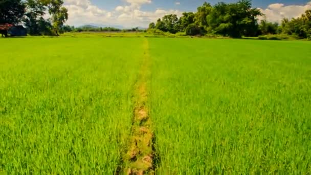 Groene rijst veld tegen bewolkte hemel — Stockvideo