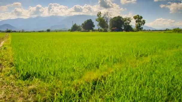 Campo di riso verde contro cielo nuvoloso — Video Stock