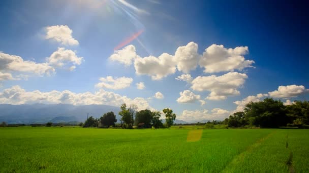 Campo de arroz verde e nuvens — Vídeo de Stock