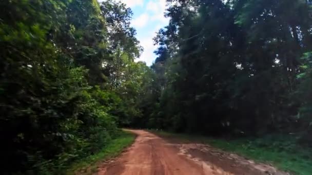 Riding on tropical forest — Stock Video