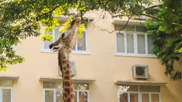 Giraffe frisst Baumblätter — Stockvideo