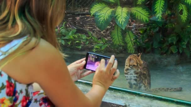Девушка фотографирует дикую кошку — стоковое видео