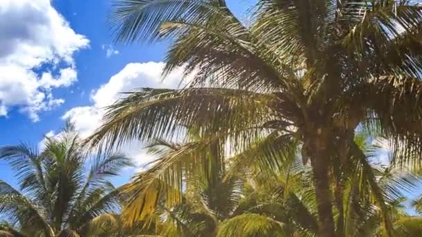 Grands palmiers dans le parc de la ville — Video