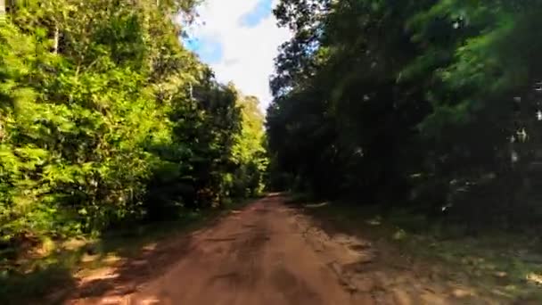 Camino de tierra en bosque tropical — Vídeo de stock