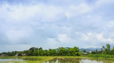 pirinç alan su ve yeşil Hills