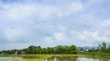 pirinç alan su ve küçük bir köy