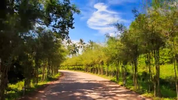 Parque camino de tierra entre plantas — Vídeo de stock