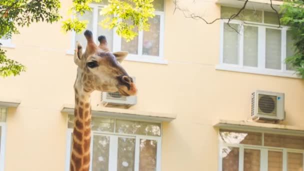 Giraffe eating peacefully tree leaves — Stock Video