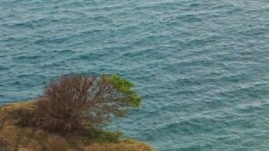 Yalnız bush ve deniz dalgaları