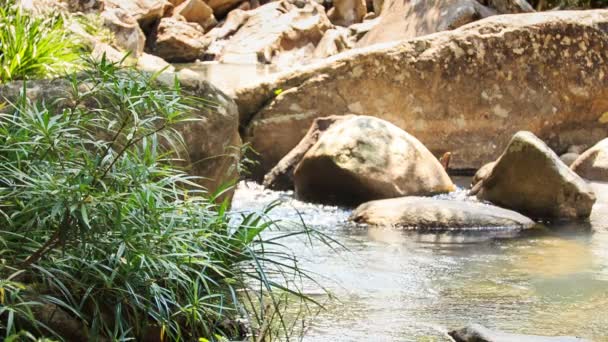 Cascada de pequeño río de montaña poco profunda — Vídeos de Stock