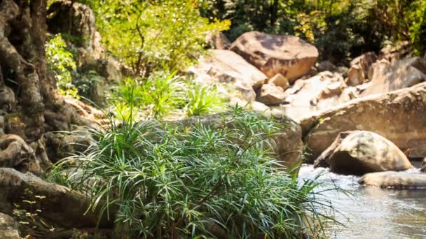 Río de montaña entre bosque tropical — Vídeos de Stock